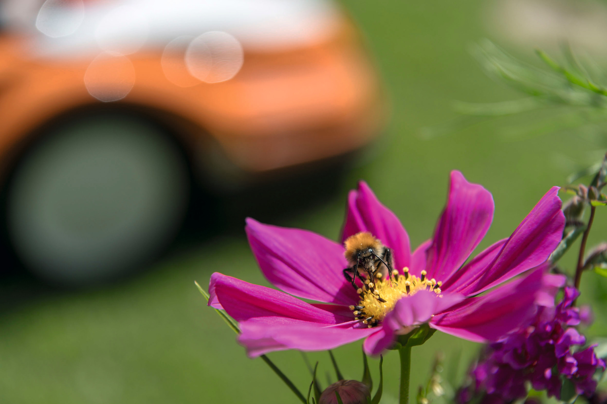 Biodiversität bei STIHL